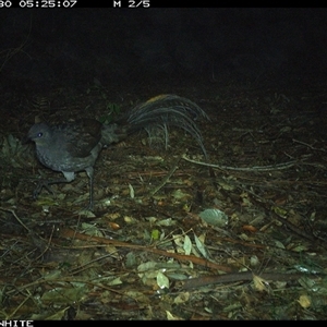 Menura novaehollandiae (Superb Lyrebird) at Kangaroo Valley, NSW - 30 Sep 2024 by Chakola