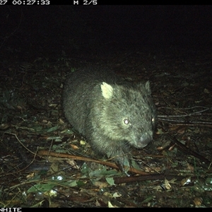 Vombatus ursinus (Bare-nosed Wombat) at Kangaroo Valley, NSW - 27 Sep 2024 by Chakola