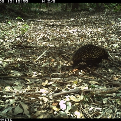 Tachyglossus aculeatus (Short-beaked Echidna) at Kangaroo Valley, NSW - 5 Oct 2024 by Chakola