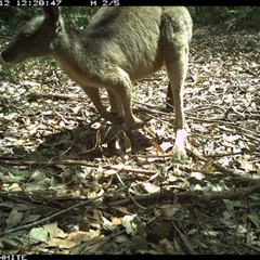 Macropus giganteus (Eastern Grey Kangaroo) at Kangaroo Valley, NSW - 12 Oct 2024 by Chakola