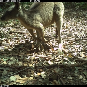 Macropus giganteus at Kangaroo Valley, NSW - 12 Oct 2024 12:28 PM