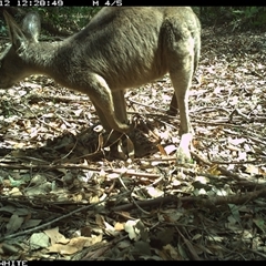 Macropus giganteus at Kangaroo Valley, NSW - 12 Oct 2024 12:28 PM