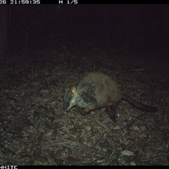 Petrogale penicillata (Brush-tailed Rock Wallaby) at Kangaroo Valley, NSW - 26 Oct 2024 by Chakola