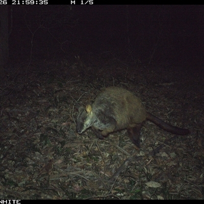 Petrogale penicillata (Brush-tailed Rock Wallaby) at Kangaroo Valley, NSW - 26 Oct 2024 by Chakola