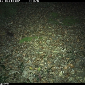 Rattus sp. (A native or introduced Rattus species) at Kangaroo Valley, NSW - 31 Oct 2024 by Chakola