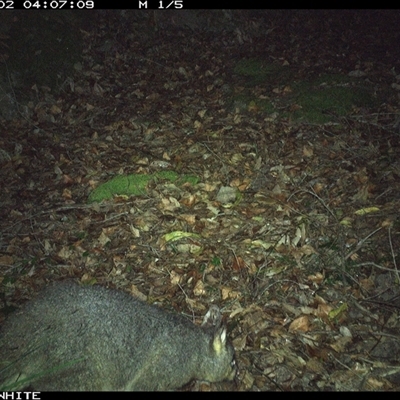 Trichosurus vulpecula (Common Brushtail Possum) at Kangaroo Valley, NSW - 2 Nov 2024 by Chakola