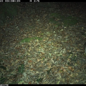 Perameles nasuta (Long-nosed Bandicoot) at Kangaroo Valley, NSW - 10 Nov 2024 by Chakola