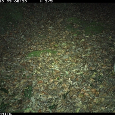 Perameles nasuta (Long-nosed Bandicoot) at Kangaroo Valley, NSW - 10 Nov 2024 by Chakola