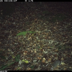 Rattus sp. (A native or introduced Rattus species) at Kangaroo Valley, NSW - 16 Nov 2024 by Chakola
