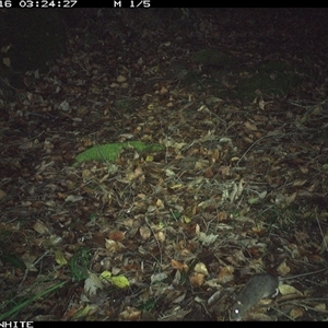 Rattus sp. (A native or introduced Rattus species) at Kangaroo Valley, NSW - 16 Nov 2024 by Chakola