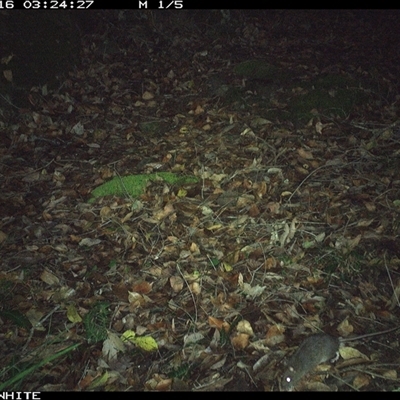 Rattus sp. (A native or introduced Rattus species) at Kangaroo Valley, NSW - 16 Nov 2024 by Chakola