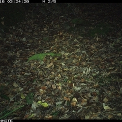 Rattus (genus) at Kangaroo Valley, NSW - 16 Nov 2024 03:24 AM