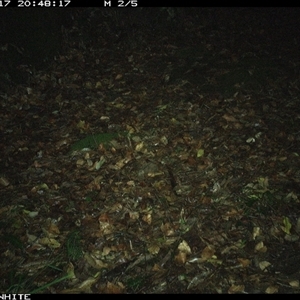 Rattus fuscipes (Bush Rat) at Kangaroo Valley, NSW - 17 Nov 2024 by Chakola