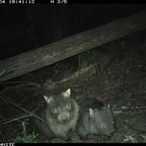 Vombatus ursinus (Bare-nosed Wombat) at Kangaroo Valley, NSW - 4 Sep 2024 by Chakola
