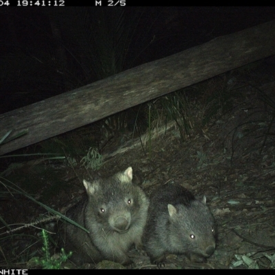 Vombatus ursinus (Common wombat, Bare-nosed Wombat) at Kangaroo Valley, NSW - 4 Sep 2024 by Chakola