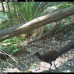 Menura novaehollandiae (Superb Lyrebird) at Kangaroo Valley, NSW - 11 Sep 2024 by Chakola