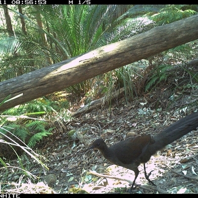 Menura novaehollandiae (Superb Lyrebird) at Kangaroo Valley, NSW - 11 Sep 2024 by Chakola