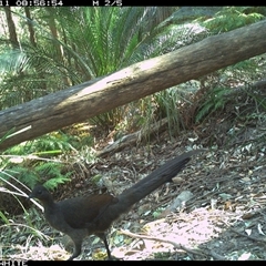 Menura novaehollandiae at Kangaroo Valley, NSW - 11 Sep 2024 08:56 AM