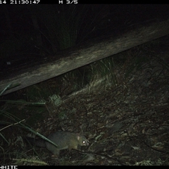 Trichosurus vulpecula (Common Brushtail Possum) at Kangaroo Valley, NSW - 14 Sep 2024 by Chakola