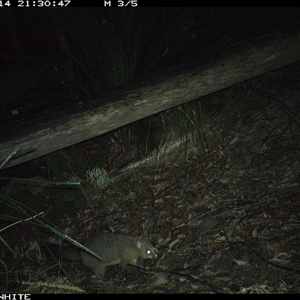 Trichosurus vulpecula (Common Brushtail Possum) at Kangaroo Valley, NSW - 14 Sep 2024 by Chakola