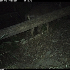 Cervus unicolor at Kangaroo Valley, NSW - 19 Sep 2024 by Chakola