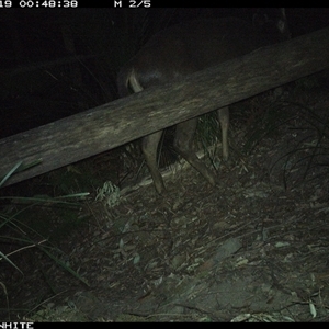 Cervus unicolor at Kangaroo Valley, NSW - 19 Sep 2024 by Chakola
