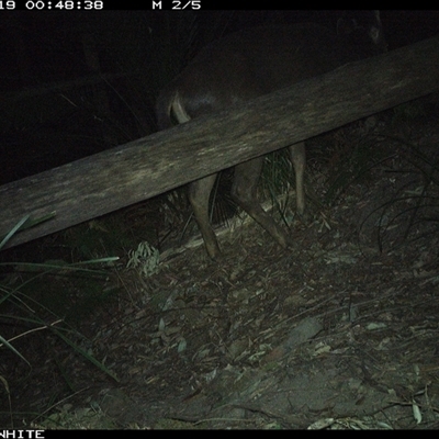 Cervus unicolor at Kangaroo Valley, NSW - 19 Sep 2024 by Chakola