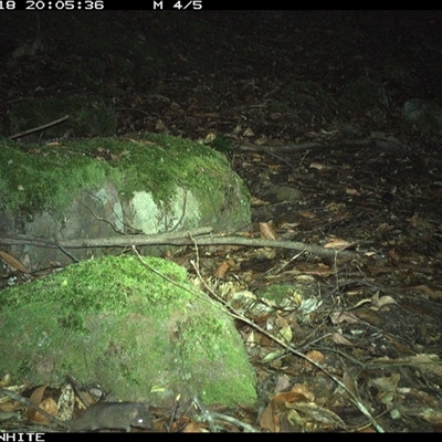 Antechinus stuartii (Brown Antechinus) at Kangaroo Valley, NSW - 18 Oct 2024 by Chakola