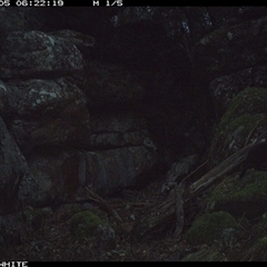 Macropodidae (family) at Kangaroo Valley, NSW - 5 Sep 2024 by Chakola
