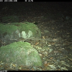 Antechinus stuartii (Brown Antechinus) at Kangaroo Valley, NSW - 20 Oct 2024 by Chakola