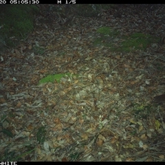 Antechinus sp. (genus) at Kangaroo Valley, NSW - 20 Nov 2024 by Chakola