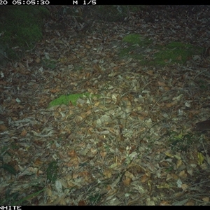 Antechinus sp. (genus) at Kangaroo Valley, NSW - 20 Nov 2024 by Chakola