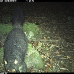 Trichosurus cunninghami at Kangaroo Valley, NSW - 22 Oct 2024 11:29 PM