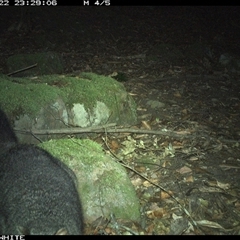 Trichosurus cunninghami at Kangaroo Valley, NSW - 22 Oct 2024 11:29 PM