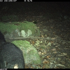 Trichosurus cunninghami at Kangaroo Valley, NSW - 22 Oct 2024 11:29 PM