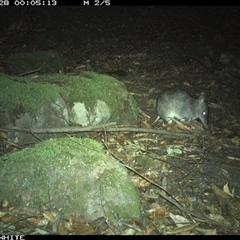 Perameles nasuta (Long-nosed Bandicoot) at Kangaroo Valley, NSW - 28 Oct 2024 by Chakola
