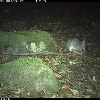 Perameles nasuta (Long-nosed Bandicoot) at Kangaroo Valley, NSW - 28 Oct 2024 by Chakola