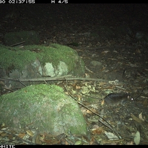 Rattus fuscipes (Bush Rat) at Kangaroo Valley, NSW - 30 Oct 2024 by Chakola