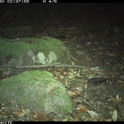 Rattus fuscipes (Bush Rat) at Kangaroo Valley, NSW - 30 Oct 2024 by Chakola