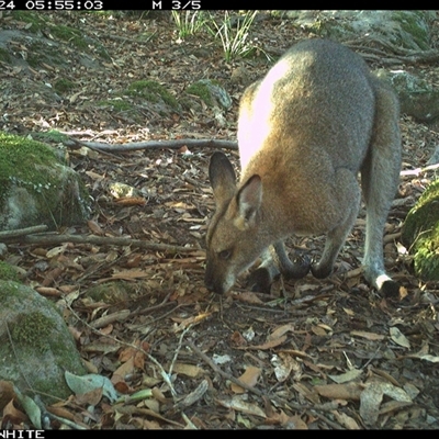 Notamacropus rufogriseus (Red-necked Wallaby) at Kangaroo Valley, NSW - 24 Nov 2024 by Chakola