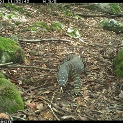 Varanus varius (Lace Monitor) at Kangaroo Valley, NSW - 1 Dec 2024 by Chakola