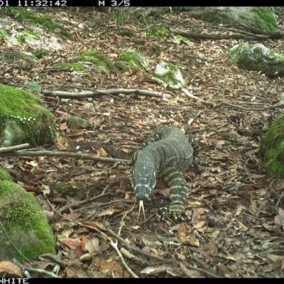Varanus varius (Lace Monitor) at Kangaroo Valley, NSW - 1 Dec 2024 by Chakola