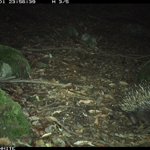 Tachyglossus aculeatus (Short-beaked Echidna) at Kangaroo Valley, NSW - 1 Dec 2024 by Chakola