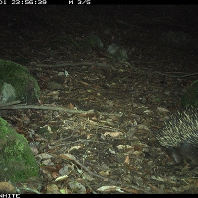 Tachyglossus aculeatus (Short-beaked Echidna) at Kangaroo Valley, NSW - 1 Dec 2024 by Chakola
