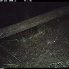 Perameles nasuta (Long-nosed Bandicoot) at Kangaroo Valley, NSW - 8 Sep 2024 by Chakola