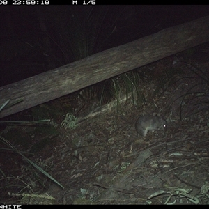 Perameles nasuta (Long-nosed Bandicoot) at Kangaroo Valley, NSW - 8 Sep 2024 by Chakola