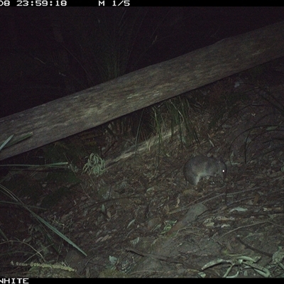 Perameles nasuta (Long-nosed Bandicoot) at Kangaroo Valley, NSW - 8 Sep 2024 by Chakola