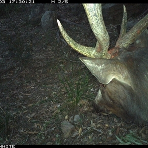 Cervus unicolor (Sambar Deer) at Kangaroo Valley, NSW - 3 Sep 2024 by don@kerrigan.net