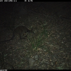 Wallabia bicolor (Swamp Wallaby) at Kangaroo Valley, NSW - 10 Sep 2024 by don@kerrigan.net