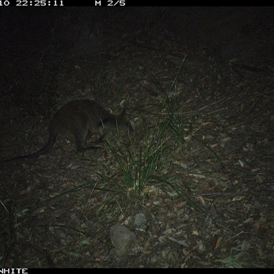Wallabia bicolor (Swamp Wallaby) at Kangaroo Valley, NSW - 10 Sep 2024 by don@kerrigan.net